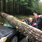 tree fell on car